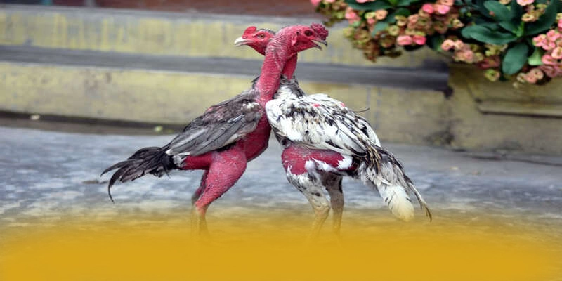 Hệ thống thanh toán tiện lợi tại GOOD88
